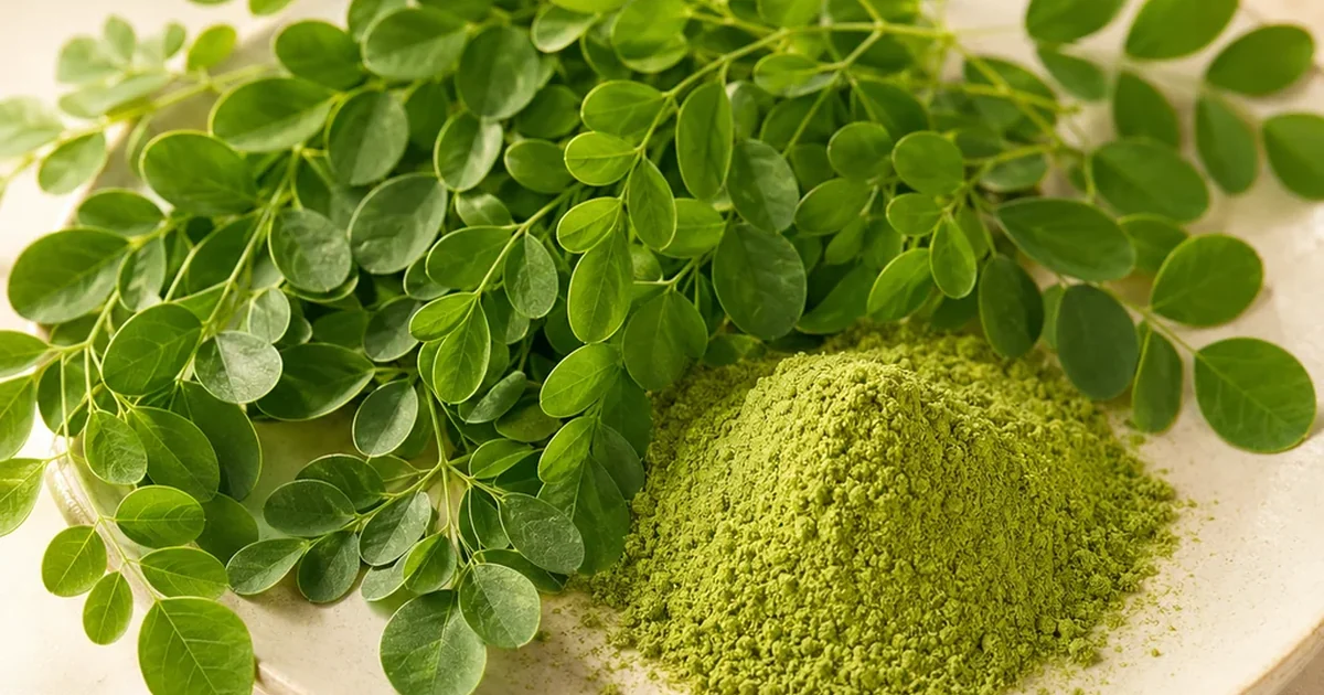 Moringa : bienfaits réels, dangers et effets secondaires